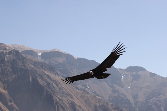 2 Day Colca Canyon, Vicuna Reserve and Condors From Arequipa - Colca Canyon Overview
