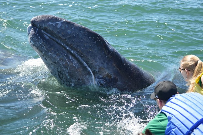 2-Day Magdalena Bay Gray Whale Van Tour - Tour Details and Inclusions