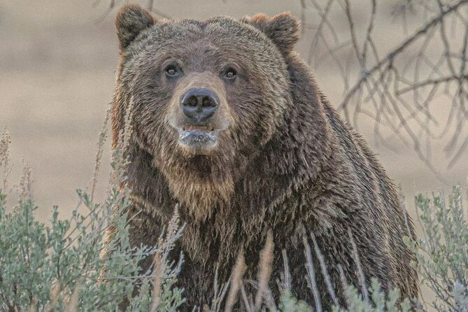 2-Day Private Yellowstone Tour(Lower and Upper Loops W Iconic Sites) W Lunch - Inclusions and Amenities