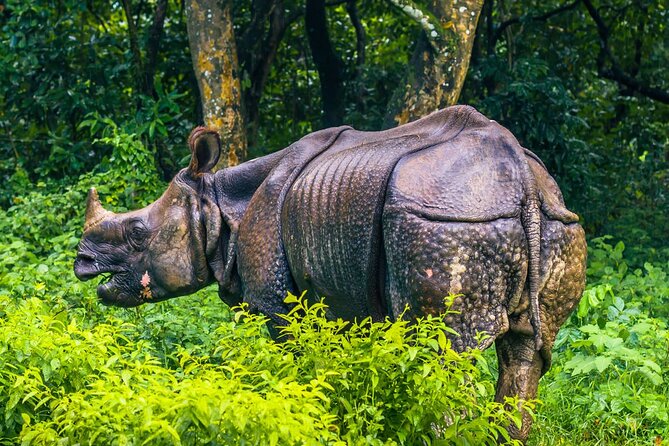 2 Days and 1 Night Chitwan Safari Tour - Common Questions