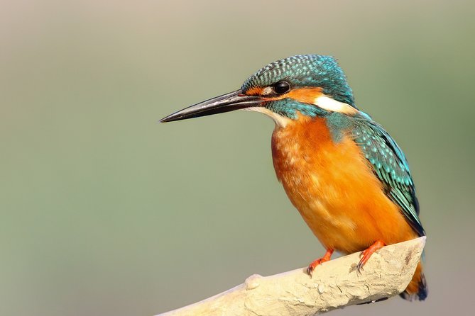 2 Days Dalat Bird Watching Tour - Itinerary for Day 1 of the Tour