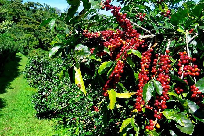 2 Days Motorbike Tour To Dalat - Day 3: Adrenaline-Pumping Activities