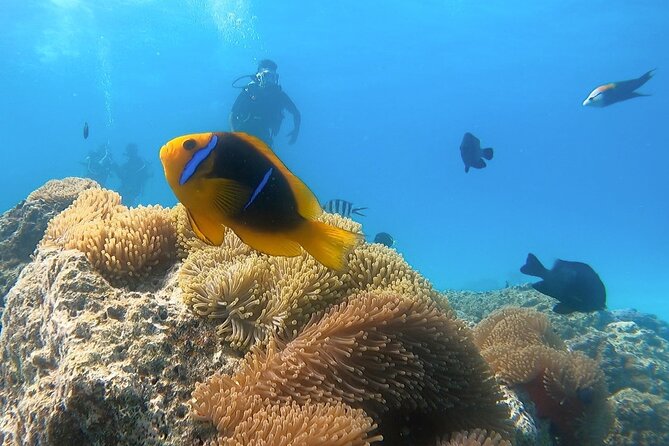 2 Dives in the Morning for Certified Divers in Bora Bora - Package Inclusions and Details