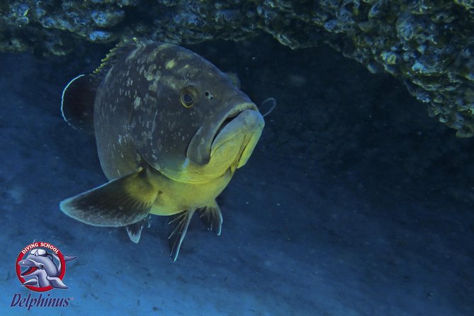 2 Diving Sites Scuba Diving Package in Gran Canaria - Package Details
