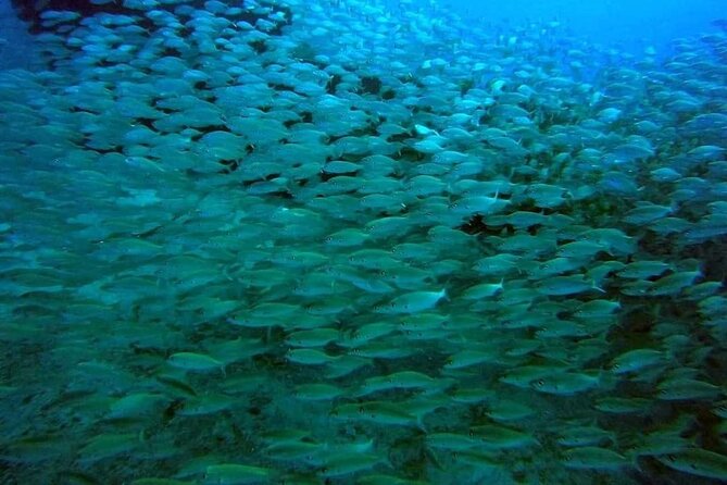 2-Hour Afternoon Snorkeling Experience in Gran Canaria by Boat - Inclusions