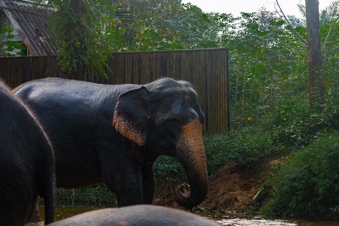 2-Hour Guided Eco-Tour & Transfer to Khaolak Elephant Sanctuary - Pricing and Reservation