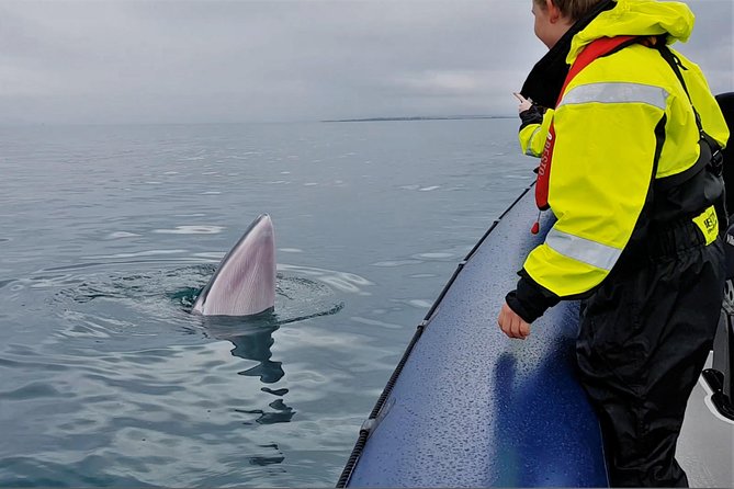 2-Hour RIB Boat Whale Watching Tour From Reykjavik - Tour Details