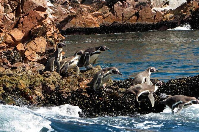 2-Hour Tour to the Ballestas Islands From Puerto San Martín - Tour Duration and Details