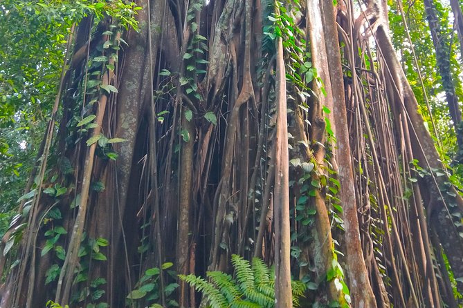 2-Hour Tropical Rainforst and Orchid Garden Guided Walk  - Singapore - National Orchid Garden: A Tropical Gem