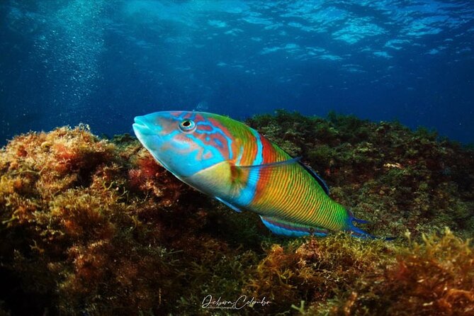 2 Hours Guided Snorkeling Tour in Playa Chica - Meeting and Pickup Details