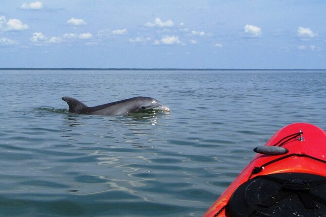2 Hours Shem Creek Safari Kayak Tour - What to Expect