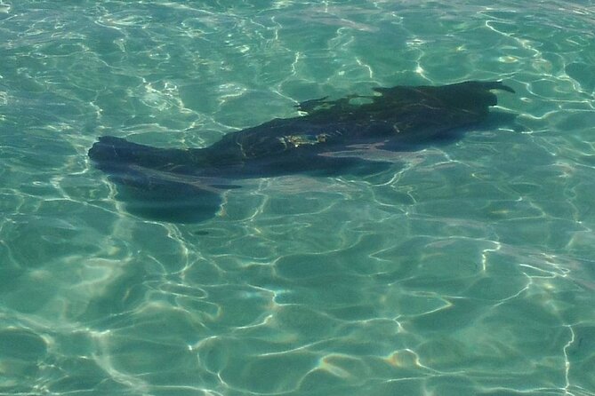 2 Hours Swim With the Dolphins in Panama City - Overview and Booking Details