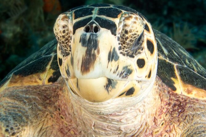 2 Location Snorkel Tour - Gear Included, 65 Minutes per Location - Meeting and Pickup Information