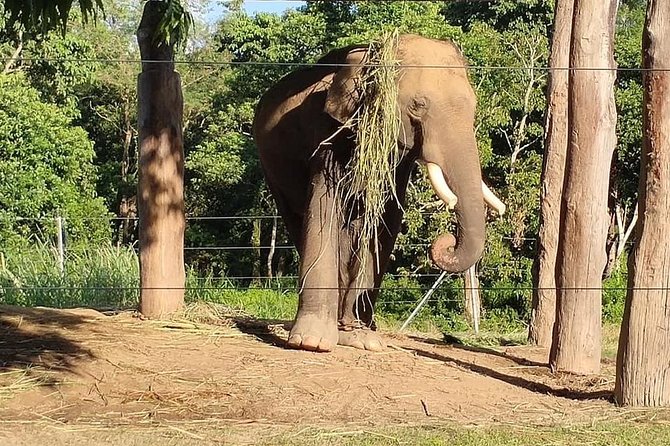 2 Nights 3 Days Chitwan Jungle Safari Trip From Pokhara. - Overview and Inclusions