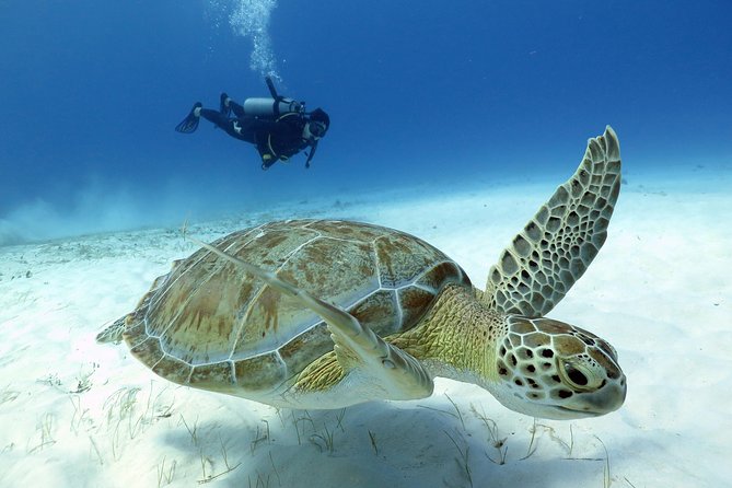 2-Tank Morning or Afternoon Dives in Playa Del Carmen Certified Divers Only - Dive Locations and Depths