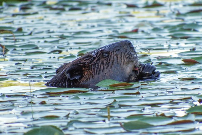 3 Day Algonquin Park Canoe Trip - Moose & Beaver Safari - Trip Overview and Highlights
