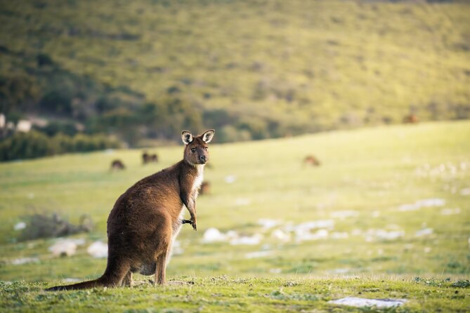 3-Day Kangaroo Island Adventure Tour - Tour Overview