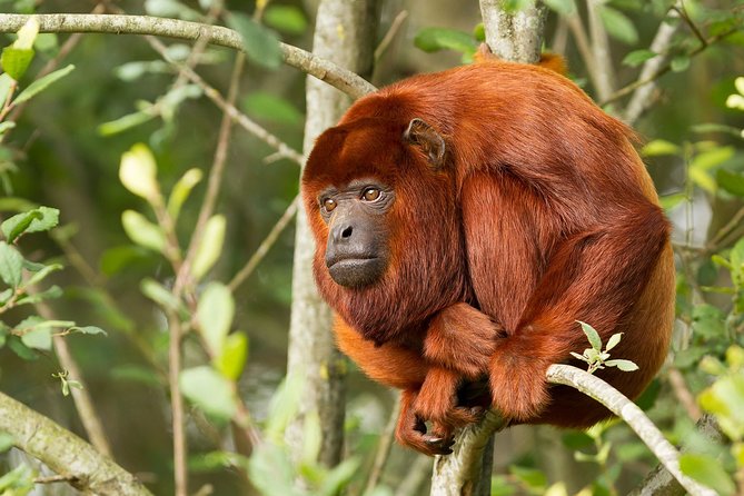 3-Day Tambopata National Reserve Tour - Tour Overview and Inclusions