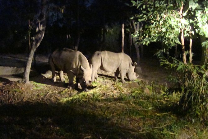 3-Hour Chiang Mai Night Safari - Overview and Experience