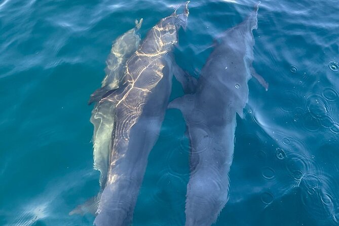 3-Hour Dolphin Watching Experience in Puerto Escondido - Experience Details