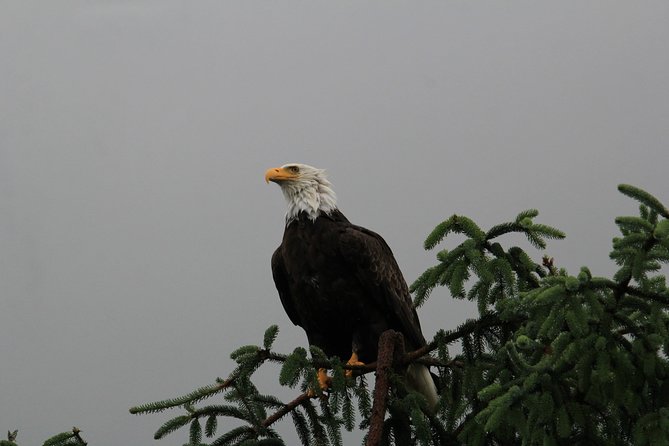 3 Hour Rainforest Walk and Totem Park - Tour Highlights