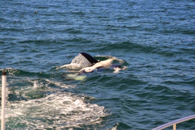 3 Hour Whale Watching Tour in Reykjavík Old Harbour - Tour Duration and Location