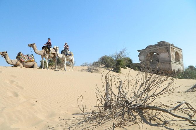 3 Hours Camel Ride in Essaouira, Beach and Dunes - Pricing and Booking Information