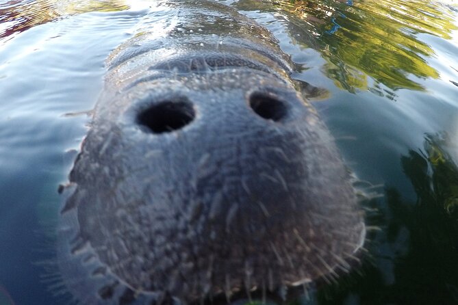 3 Hours Manatee Swim Tour in Florida - Booking and Cancellation