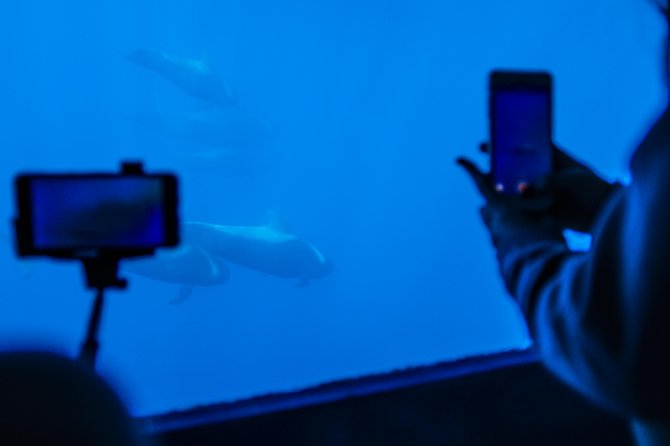 3H Catamaran Dolphin & Whale Watching! Drinks, Swimming & Lunch - Tour Details