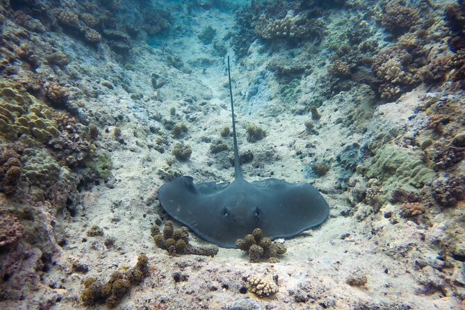 3h Dolphin and Snorkeling Tour in a Wild Lagoon With Mobydick - Meeting and Pickup