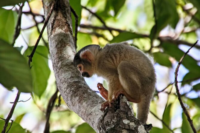 4 Day Tour in Tambopata National Reserve - Highlights
