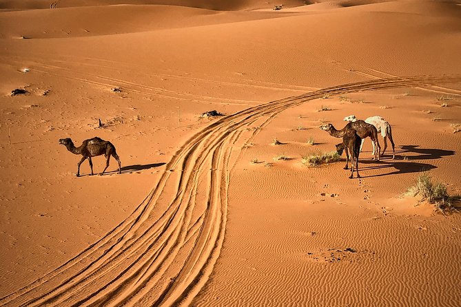 4 Days and 3 Nights From Marrakech to Marrakech via Desert - Day 1: Marrakech to Dades Valley