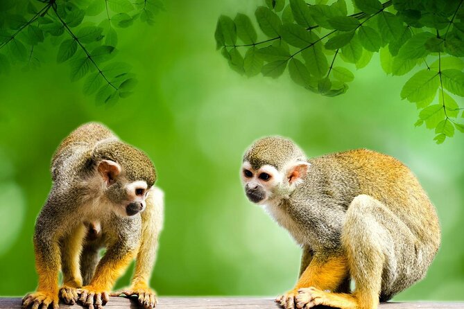 4 Days Iquitos Peru Tour - Day 3: Cultural Experiences in Iquitos