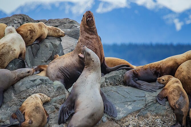 4 Hour Afternoon Whale Watching Tour - Booking and Accessibility Information