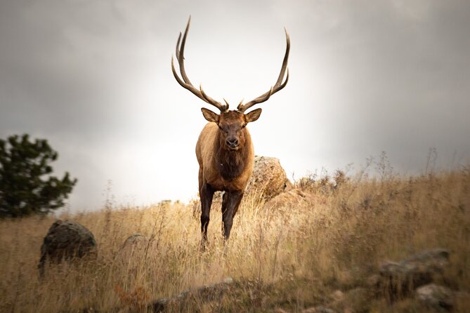4 Hour Private Guided Driving or Hiking Tour in Rocky Mountain National Park - Inclusions and Tour Details