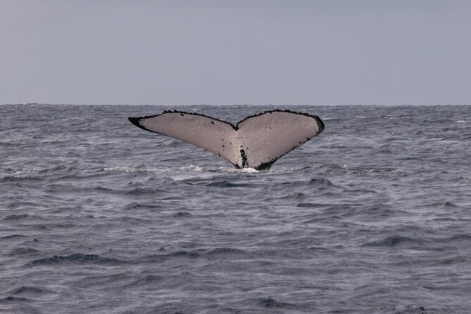 4 Hours of Humpback Whale Watching in Tahiti - What to Bring on the Trip