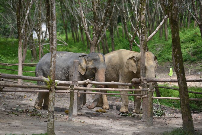 4 Hours Tour With Khaolak ATV Quad Bike and Rescued Elephant - Tour Highlights