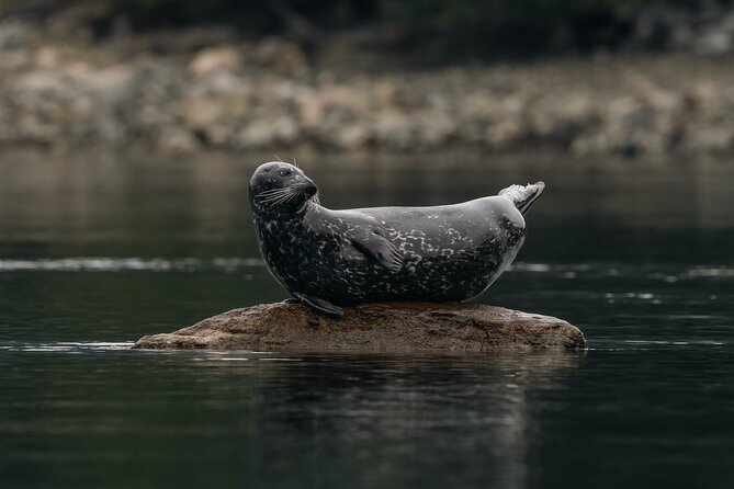 4 Hr Into the Wild Whales & Wildlife Adventure - Practical Information