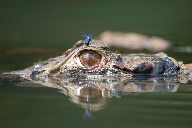 5-Day Manu Jungle All-Inclusive Small-Group Wildlife Tour  - Cusco - Wildlife and Nature
