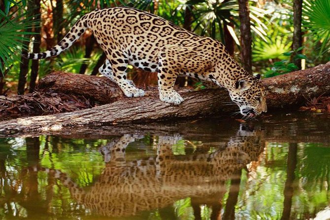 5-Day Tambopata National Reserve Tour of the Peruvian Amazon  - Puerto Maldonado - Lodging and Accommodation