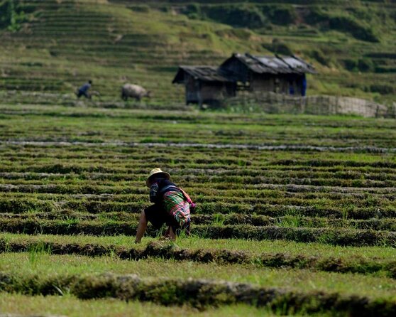 5 Days Trekking Through Hoang Lien National Park to Lao Cai - Trekking Highlights