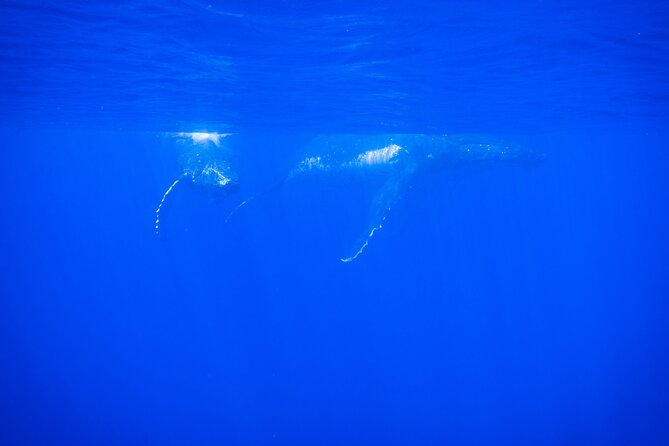 5h Respectful Whale Excursion Complete - Pricing and Reservation