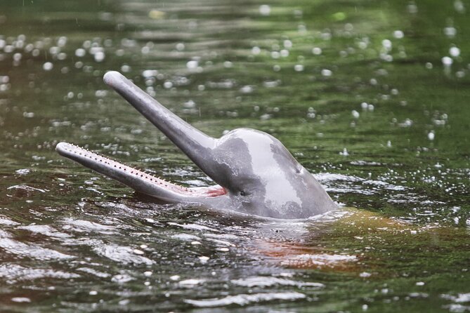 6-Day All Inclusive Guided Jungle Tour From Iquitos at Maniti Eco-Lodge - Tour Details