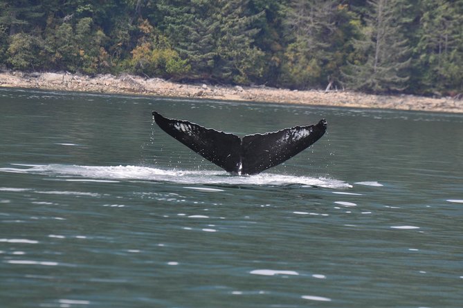 6 Hour Zodiac Whale Watching Tour - Tour Overview and Highlights