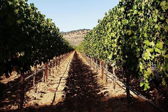 6hr - Napa Wine Tasting Tour in a Luxury Vehicle With Route Planning Assistance - Pricing and Booking Details