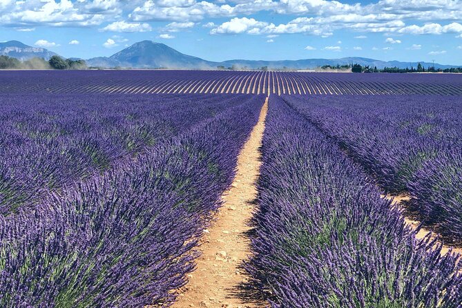 7 Days Best of Provence - Day 3: Discovering the Lavender Fields of Sault