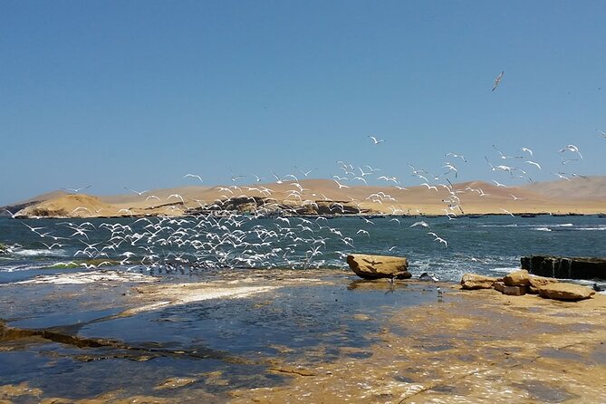 7-Hours Tour in Paracas National Reserve With Pickup - Terms & Conditions