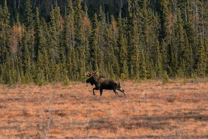 8-12 Hour Private Arctic Circle Experience in Alaska With Lunch - Private Transportation and Guide