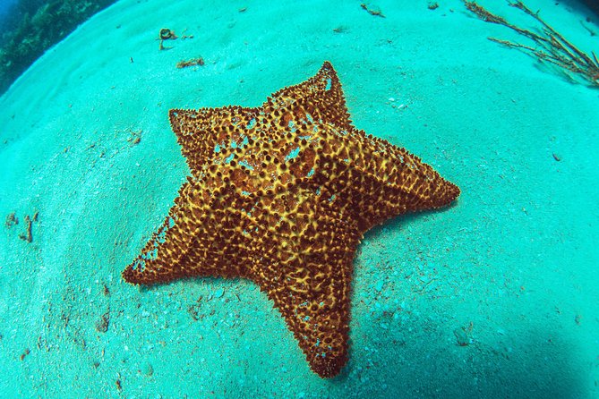 8-Dive Scuba Adventure in Bayahibe - Dive Sites and Itinerary