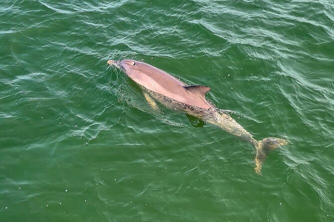 90-Minute Maritime and Dolphins Cruise in Port Adelaide - Inclusions and Highlights